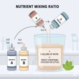 Diagram showing the correct hydroponic fertilizer for lettuce mixing ratio and dilution process.
