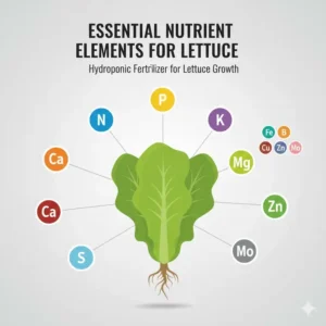 Close-up visual highlighting the essential macro and micronutrient elements needed in hydroponic fertilizer for lettuce growth.