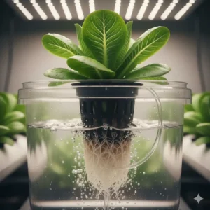 A small, DIY Deep Water Culture (DWC) bucket setup specifically used for growing a single, high-yield head of the best lettuce for hydroponics.
