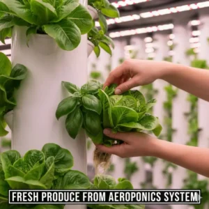 Healthy, suspended roots of an aeroponics system being visibly sprayed with a nutrient-rich mist.