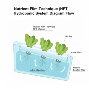 Cross-section view of a Nutrient Film Technique (NFT) system, showing nutrient solution flow within a channel in a hydroponic greenhouse.