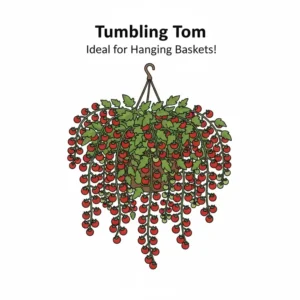 A visual of a small, cascading Tumbling Tom tomato plant, highlighting it as one of the most productive and best container tomatoes for hanging baskets.