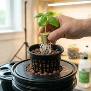 The process of carefully placing a young seedling into the reservoir of a deep water culture kit.
