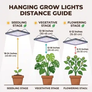 A detailed technical diagram showing the optimal distance and height for hanging grow lights above plant canopies.