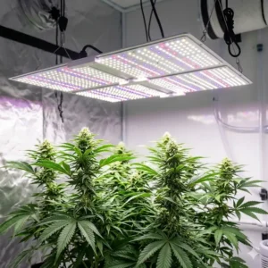 An educational infographic comparing different types of fixtures to help growers choose the best weed grow lights for their indoor setups.