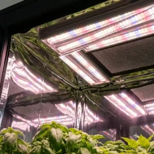 Bright full spectrum LED grow lights illuminating seedlings inside a reflective indoor grow box.