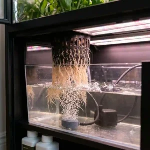 Hydroponic indoor grow box setup with lettuce greens growing in a water-based nutrient solution