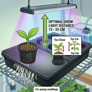 Infographic demonstrating the optimal height of LED grow lights above delicate hydroponic seedlings.